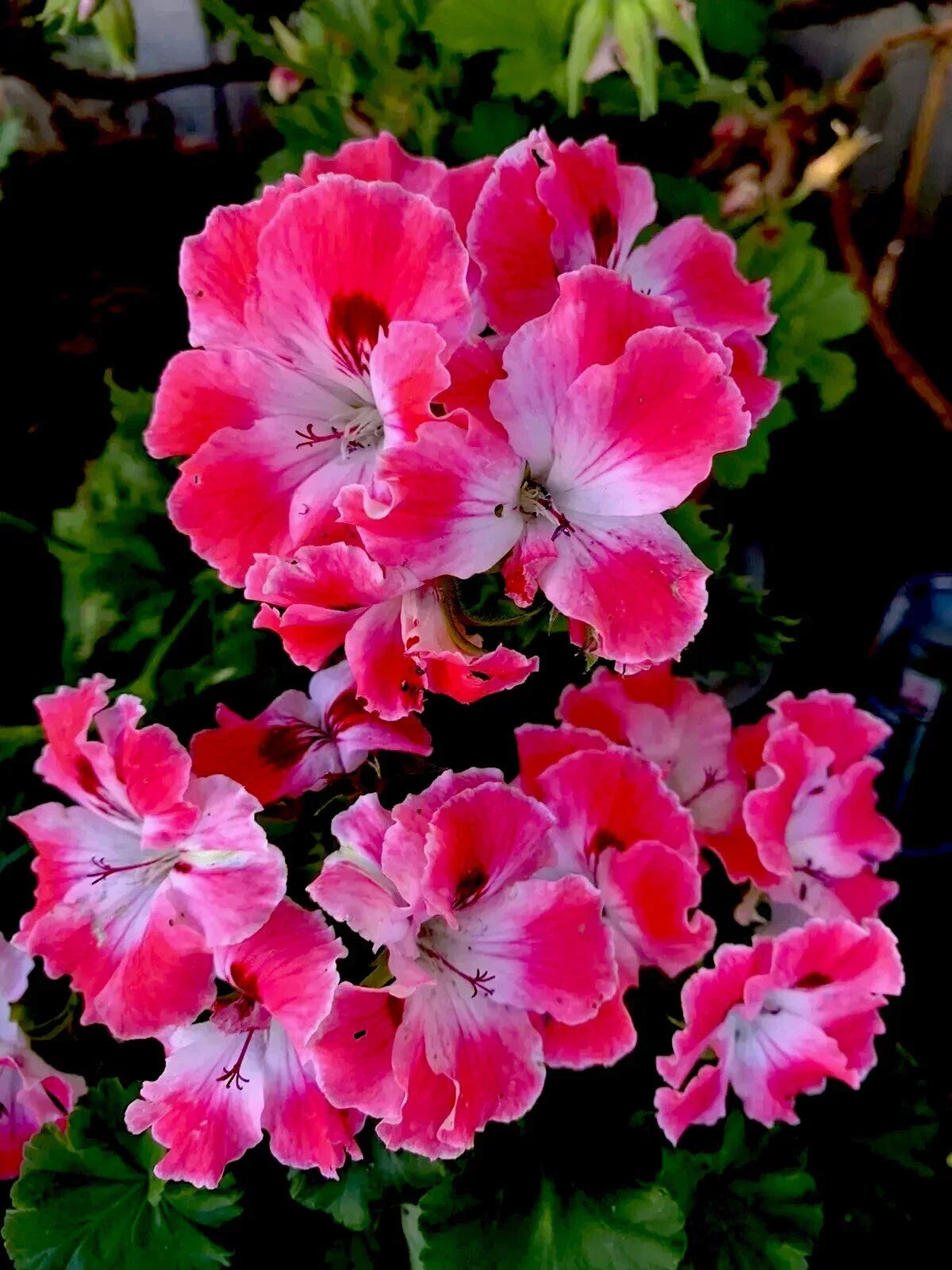 Geranium Live Plant 3" Pot Reddish Pink & Maroon Perennial Pelargonium - Vibrant, Low Maintenance, Attracts Pollinators