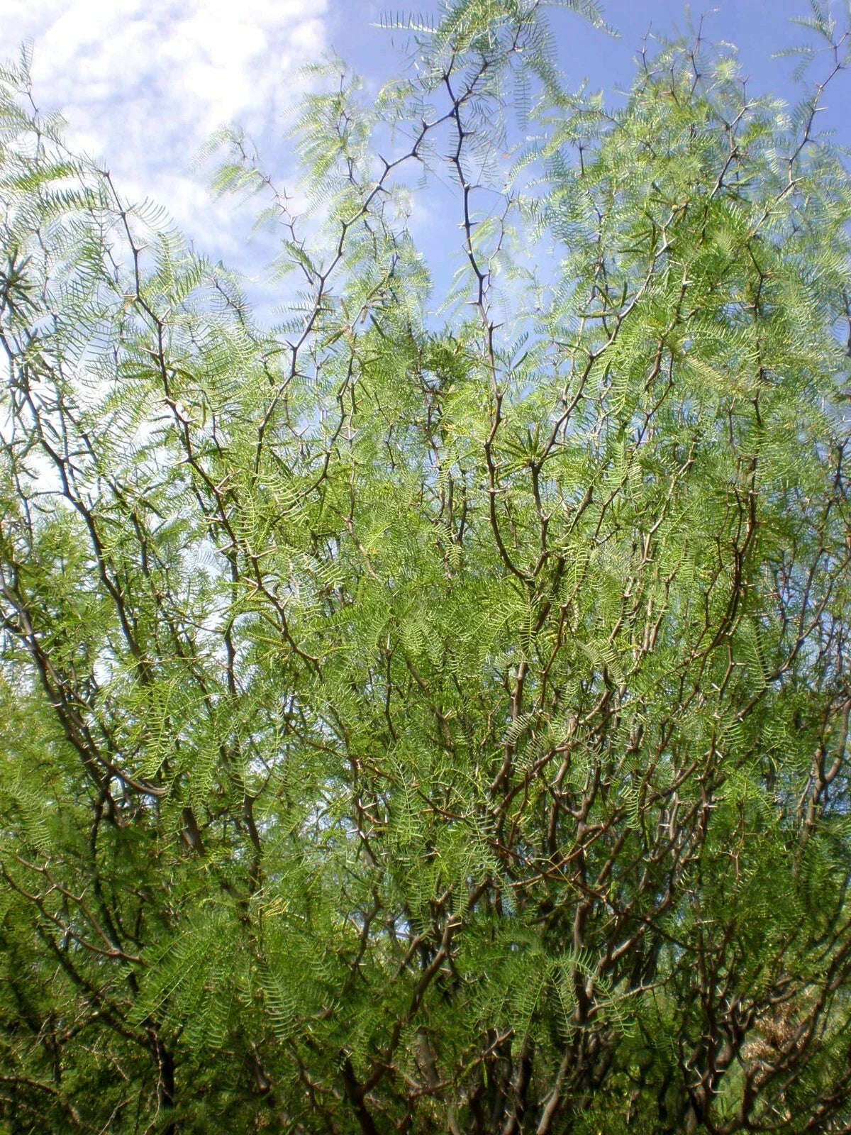 Chilean Mesquite Seeds, 30 Count, Prosopis chilensis, Drought-Tolerant Tree, Ideal for Landscaping and Erosion Control