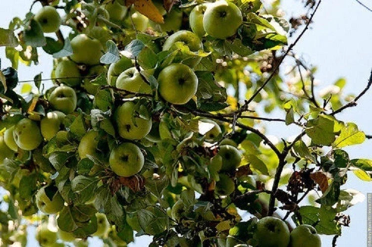 Cold Climate Apple Tree - Bare Root or Potted - High Yield Variety - Malus domestica - Zone 3, Perfect for Home Orchards