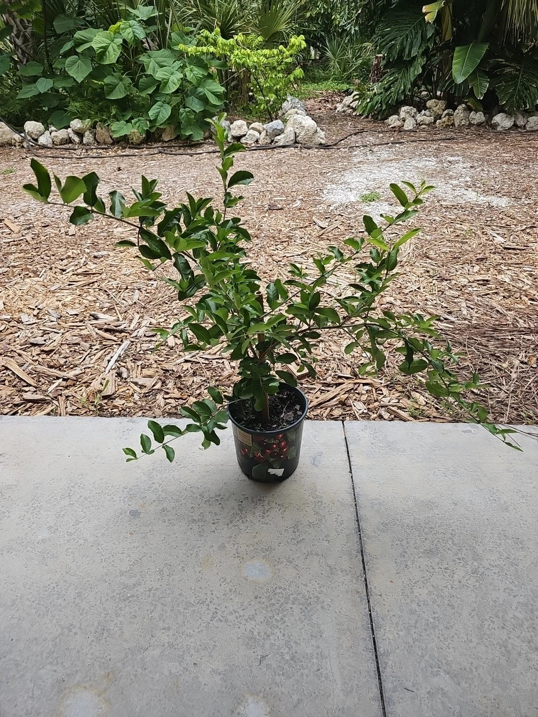 Large Barbados Cherry Plant 35" Tropical Fruit Malpighia emarginata Florida Garden Starter Plant