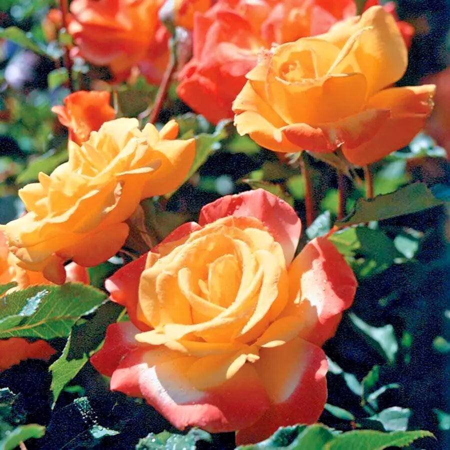 Rose Bush Live Plant 1-2 Ft Rio Samba Orange Yellow Rosa hybrida AARS Winner 1993 Long-Lasting Blooms