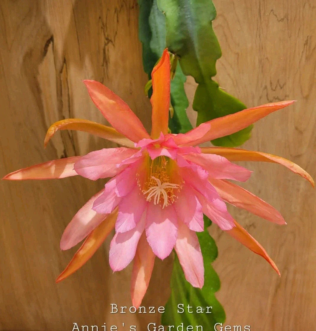 Epiphyllum Bronze Star Orchid Cactus 4 Inch Pot - Unique Succulent Houseplant, Exotic Flowering Plant, Epiphyllum spp.