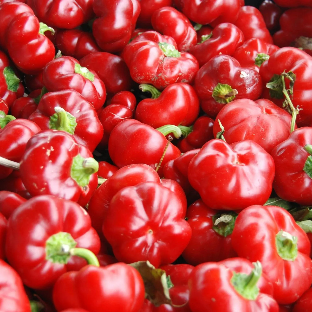 Sweet Pimento L Pepper Seeds 25+ Packet - Mild Bell Variety - Capsicum annuum - Non-GMO, Easy to Grow for Vegetable Garden