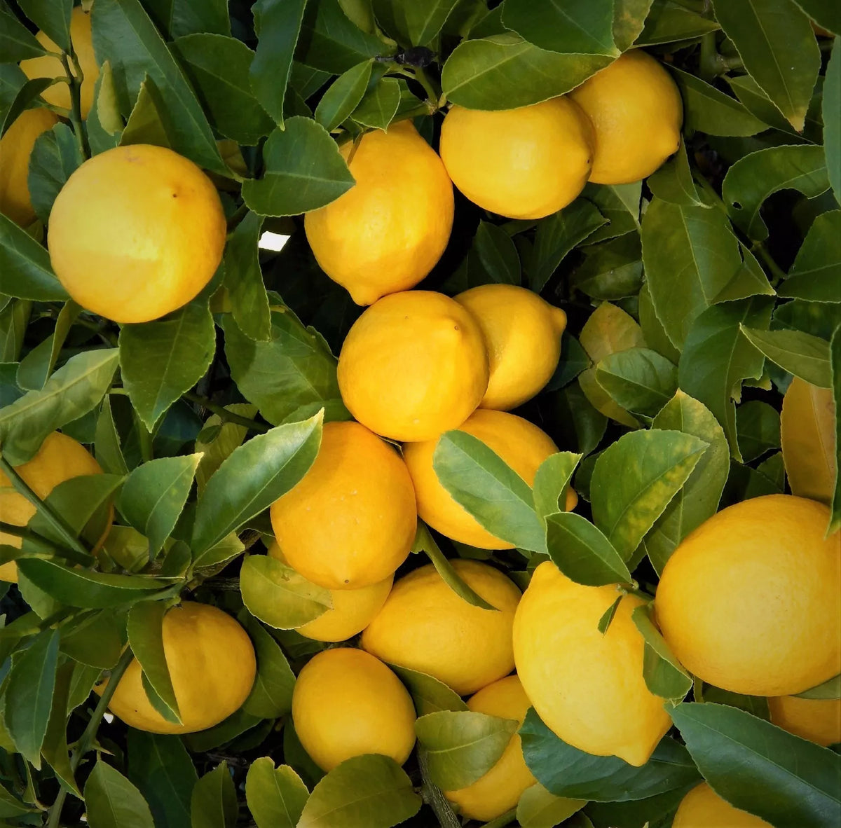 Lemon Tree Seedlings 3"-6" Edible Citrus Fruit Bare Root Starter Plant - Citrus limon - Fast Growing, Sweet Lemon