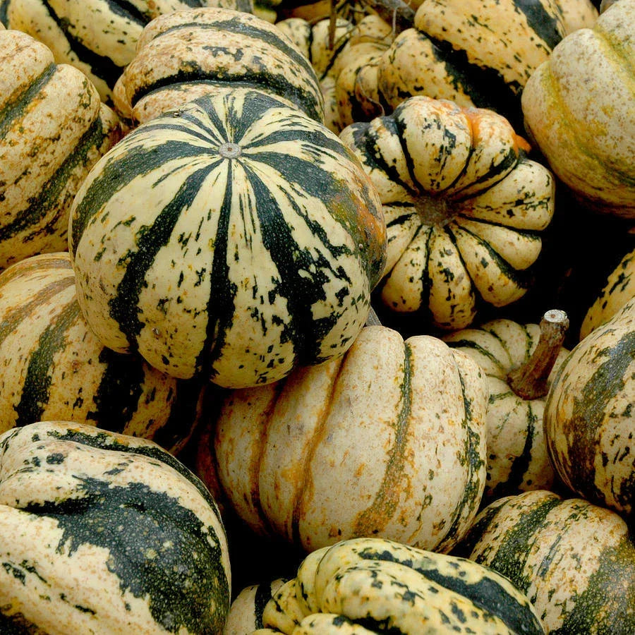 Sweet Dumpling Squash Seeds 25 Ct Non-GMO Cucurbita pepo Winter Vegetable Garden