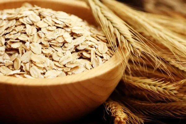 Organic Oat Seeds 200 Seeds Non-GMO Heirloom Avena sativa for Garden Planting and Cover Crop