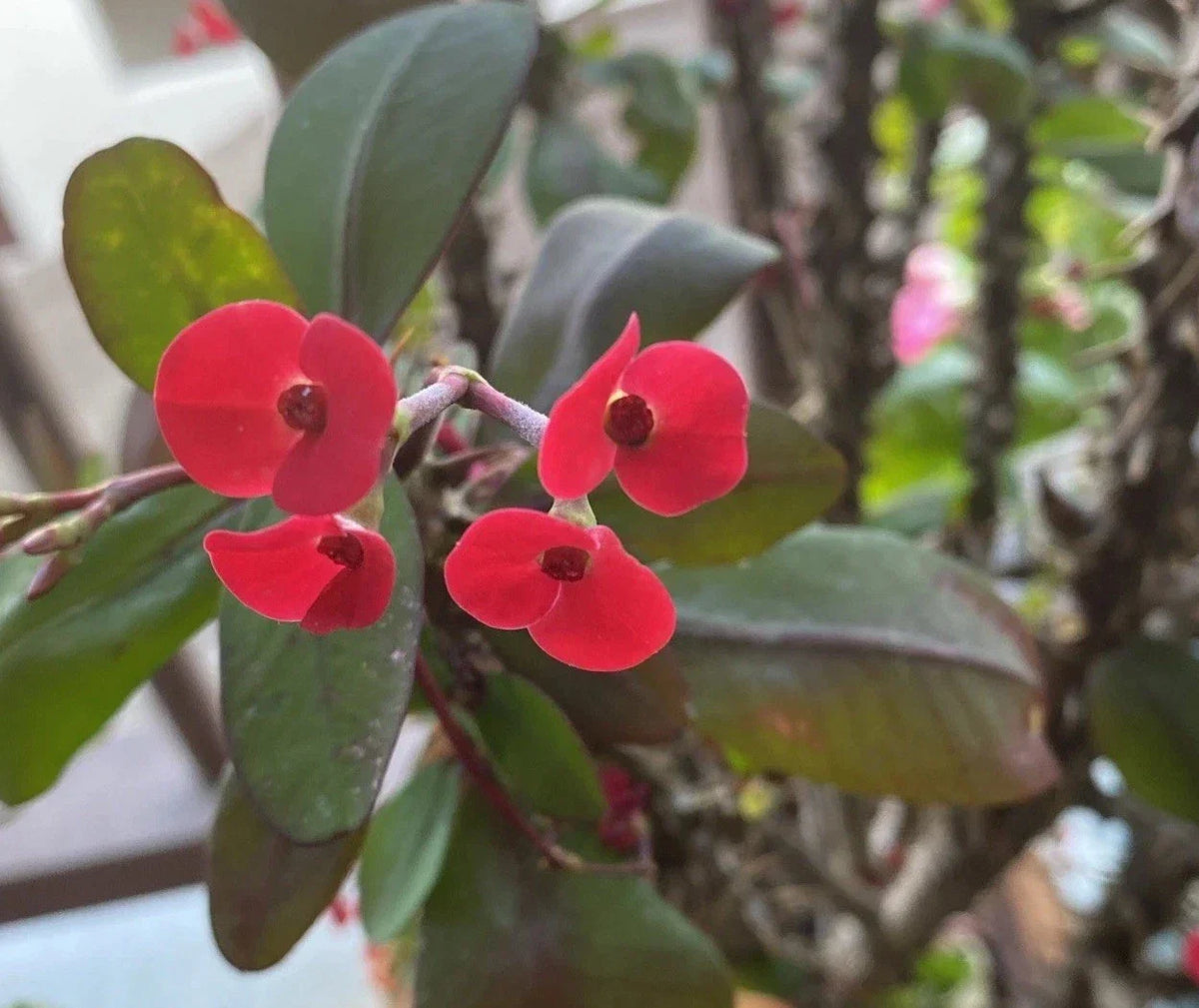 Crown of Thorns Plant Cutting | Small Red Flower | Euphorbia Milii | Rooted Succulent for Indoor or Outdoor Gardening