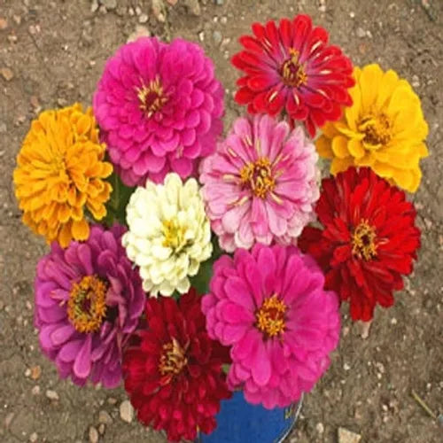 California Giant Zinnia Seeds - Bulk 270 Seeds - Colorful Dahlia-Style Blooms - Zinnia elegans - Easy to Grow for Gardeners