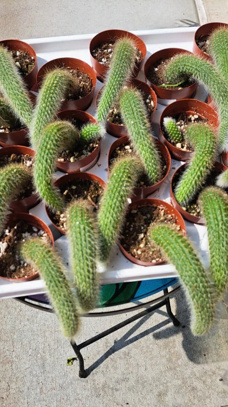 Potted Monkey Tail Cactus, 2.5" Pot, Established, Cleistocactus colademononis, Unique Indoor/Outdoor Plant