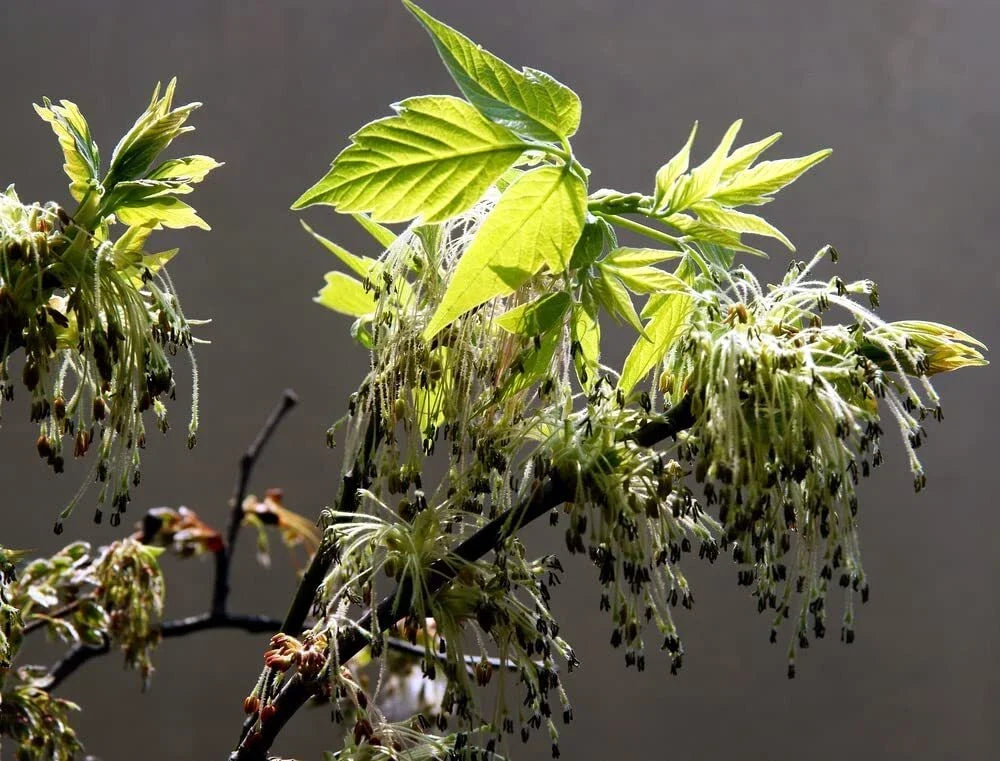 Boxelder Maple Tree Seeds - 30 Seeds - Acer negundo - Native Plant for Gardens - Fast-Growing Deciduous Tree Seeds