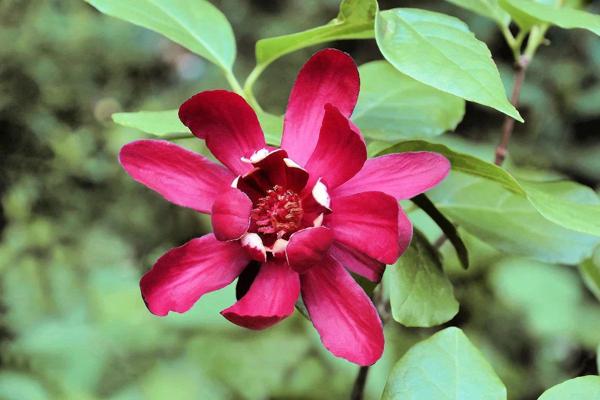 Sweetshrub Seeds - 5 Pack Fragrant Carolina Allspice, Calycanthus floridus, Easy-to-Grow Garden Seeds