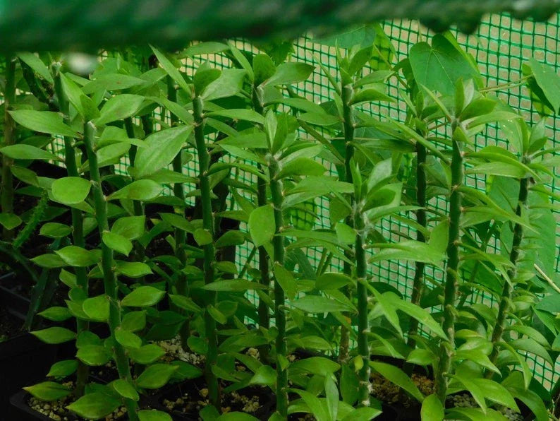 5x Pereskiopsis spathulata Grafting Stock Cactus Cuttings, 4" - Ideal for Grafting and Plant Propagation