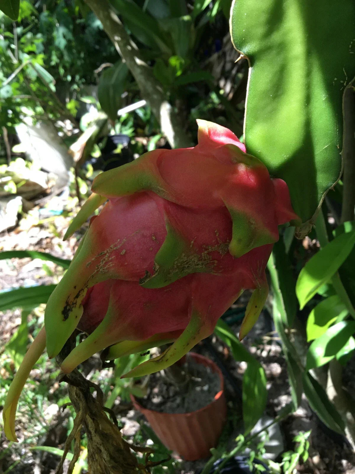 Pomegranate Cuttings - 3 Rooted Cuttings - Wonderful Variety - Punica granatum - Ideal for Home Gardens and Containers