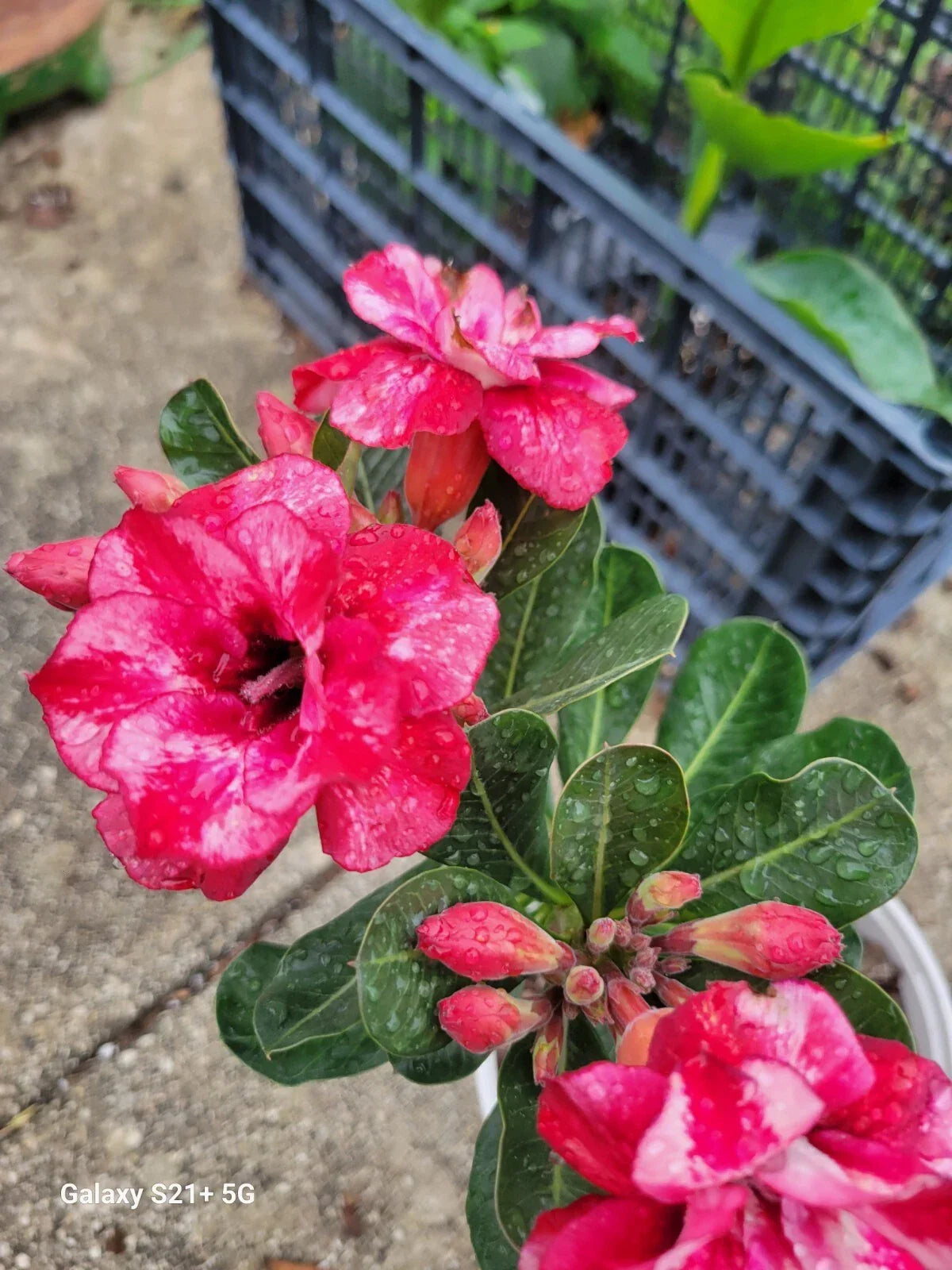 Desert Rose Plant 3-5" Triple Flowering Adenium obesum 1 Gallon Rare Branching Variety for Garden or Indoor Use