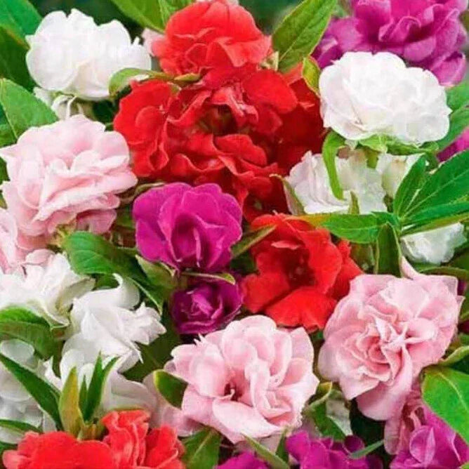 Impatiens Seeds Mix | 100 Non-GMO Camelia Flowered Seeds | Impatiens walleriana | Vibrant Color Mix for Shady Areas