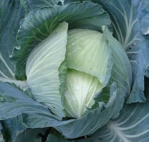 Late Flat Dutch Cabbage Seeds 300+ Heirloom Brassica oleracea Culinary Garden Favorites for Fall and Winter Harvests