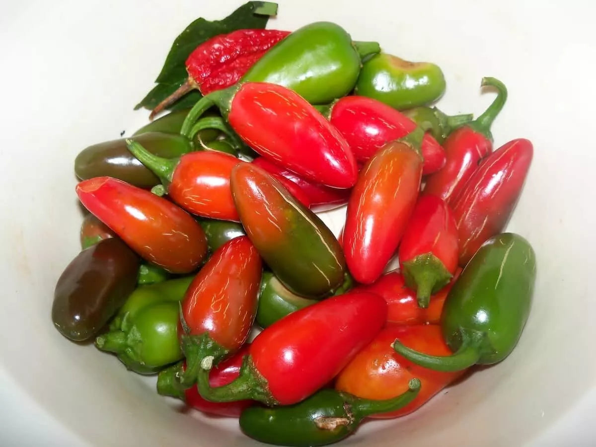 Early Jalapeno Pepper Seeds | Non-GMO | Capsicum annuum | 25 Seeds Pack for Garden and Culinary Use