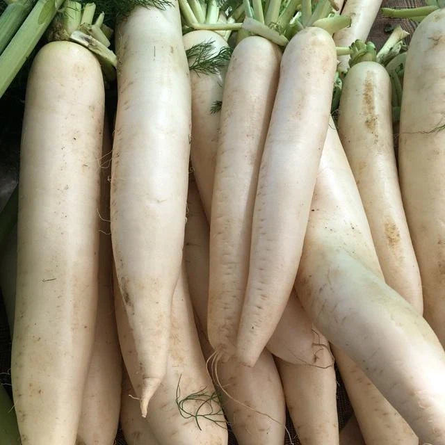 Daikon Radish Seeds - Extremely Large Variety for Deer Food Plot, Japanese Horseradish (Raphanus sativus var. longipinnatus)