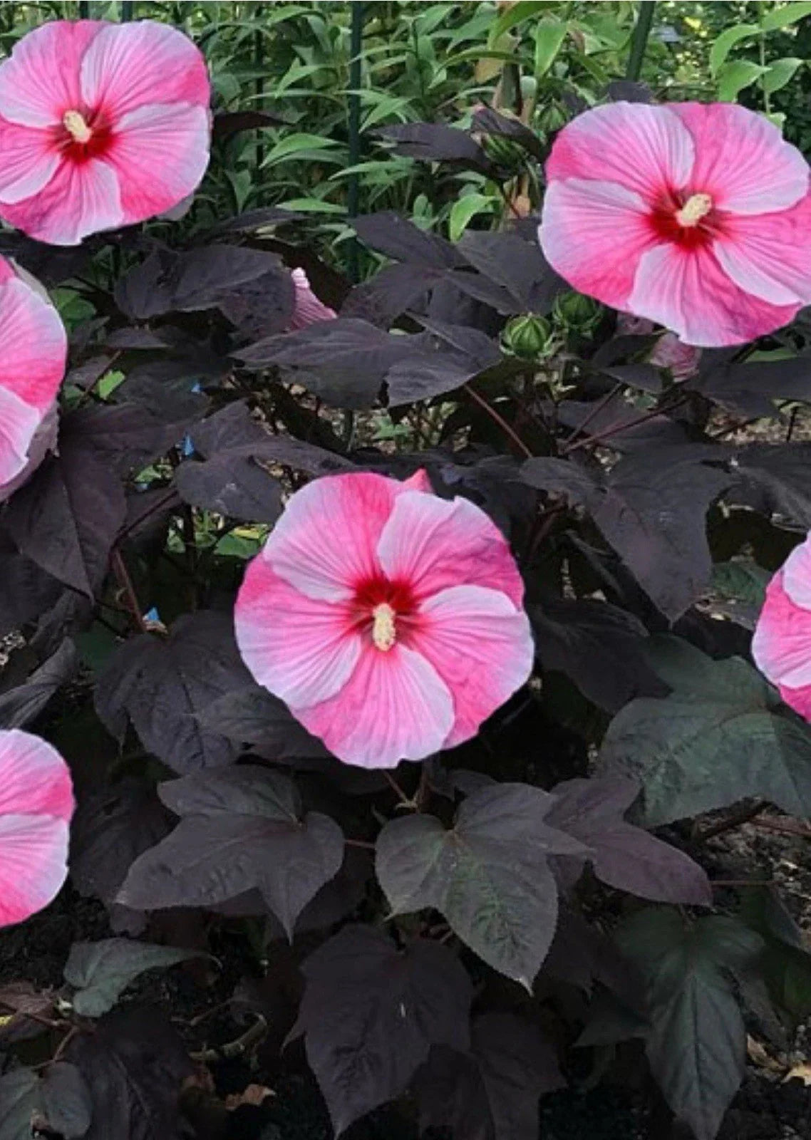 Starry Starry Night Hibiscus Plant - Small Rooted Starter - Huge Deep Purple Blooms - Hibiscus moscheutos