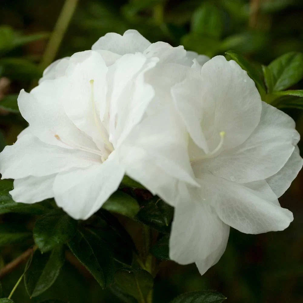 Encore Autumn Moonlight Azalea Starter Plant, 1-Gallon Deciduous Shrub, Rhododendron 'Autumn Moonlight' - Vibrant Blooms