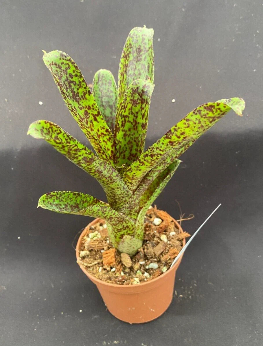 Neoregelia Mo Peppa Please Bromeliad - Small 3" Rooted Plant - Tropical Foliage, Easy Care, Indoor/Outdoor Decor