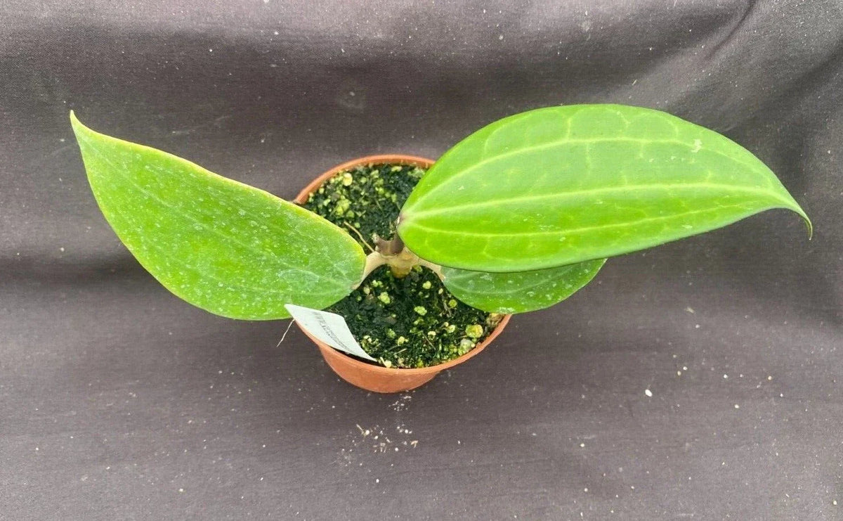 Hoya Polystachya Rooted Plant 2.5" Pot - Rare Indoor Flowering Plant, Low Maintenance, Compact Growth, Fragrant Blooms