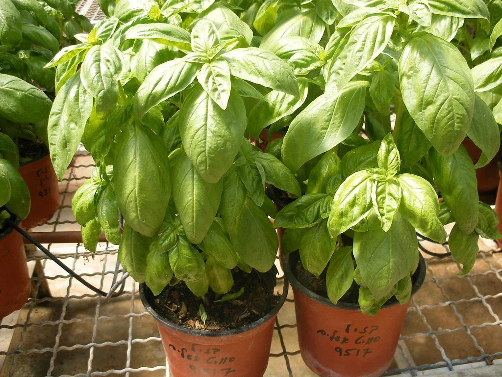 Organic Basil Seeds - 100 Seeds - Super Sweet Ashalim - Ocimum basilicum - Non-GMO Herb Garden Variety