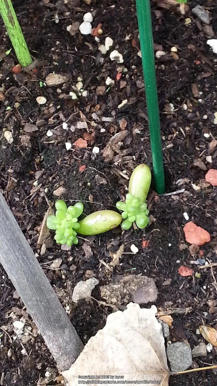 Jelly Bean Plant Cuttings 12 Rooting Beans Sedum Rubrotinctum Colorful Green Red Succulent for Propagation