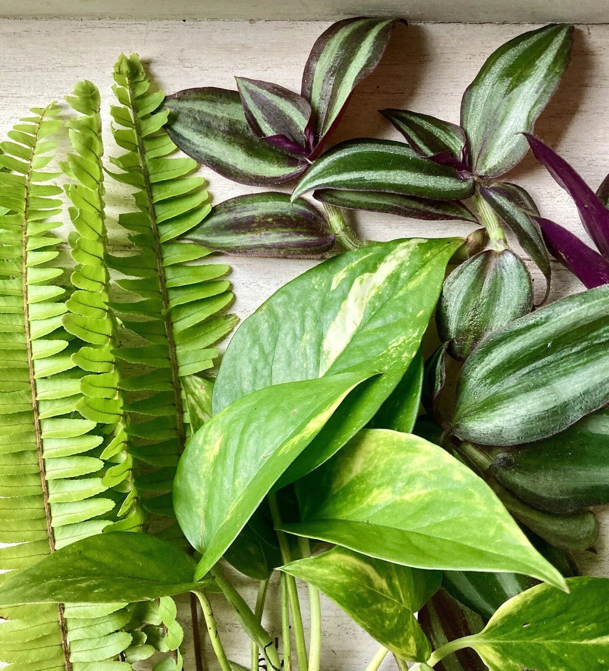 Rooted Plant Cuttings Set - 30 Easy Care Ferns, Pothos, Wandering Jew - Nephrolepis exaltata, Epipremnum aureum, Tradescantia zebrina
