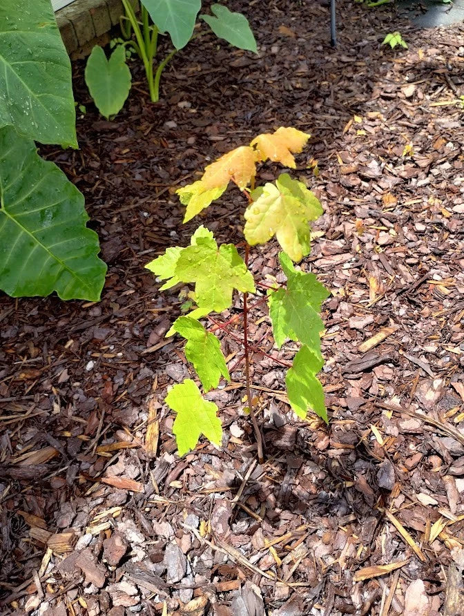 Sunset Maple Tree Seedlings | Bare Root | 4-6 Inches | Acer Rubrum 'Sunset' | Affordable Shade Trees for Gardens