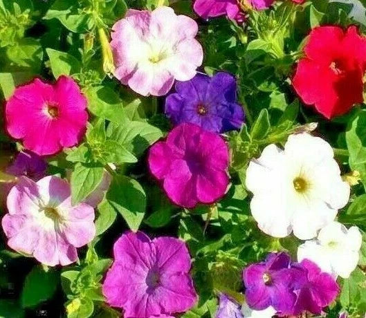 Petunia Seeds 2000+ Dwarf Mix Annual Flower Garden - Petunia × atkinsiana - Attracts Bees, Vibrant Colors for Containers