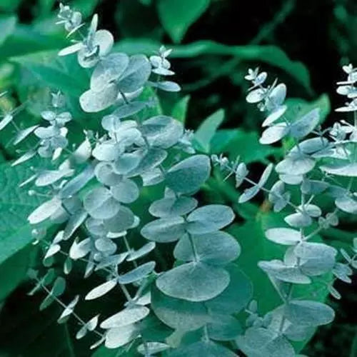 Eucalyptus Seeds for Planting 50 Seeds - Eucalyptus globulus - Aromatic Dried Flowers & Decor, Fast-Growing Tree Seeds