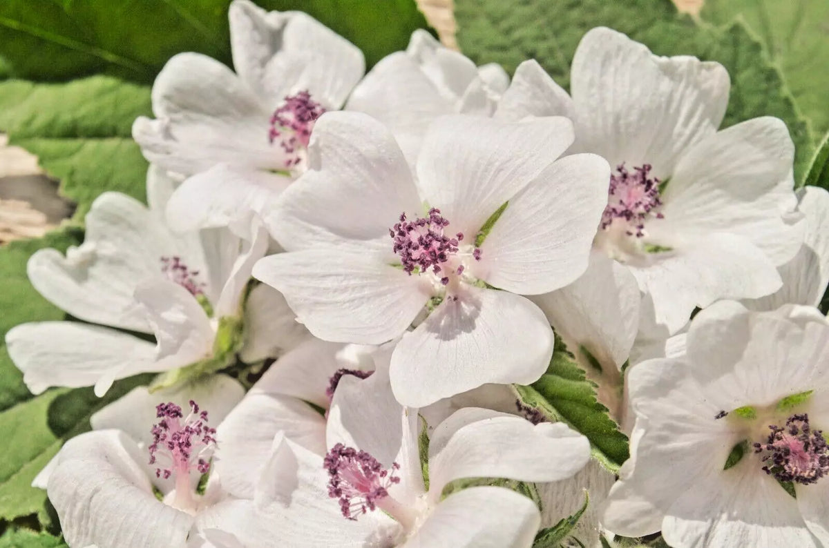 True Marshmallow Seeds - 50 Count - Light Pink Flowers - Althaea officinalis - Easy Care Perennial for Garden