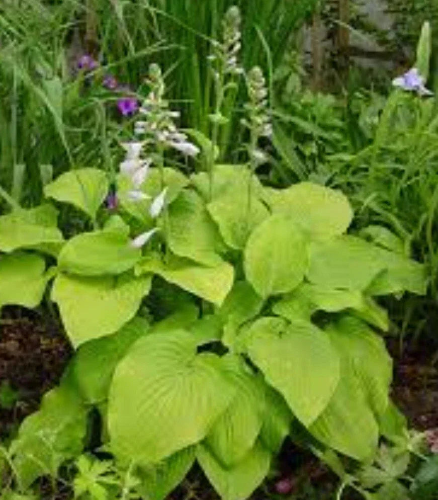 Bare Root Hosta Plant 1 August Moon Perennial for Outdoor Gardening - Hosta spp. - Golden Yellow Leaves for Shaded Areas