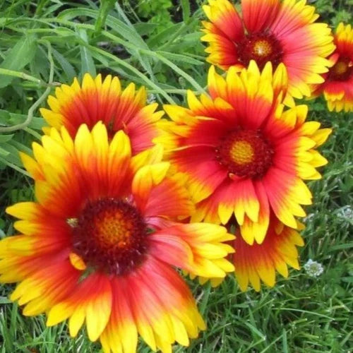 Gaillardia Seeds 200+ Pack, Blanket Flower Perennial, Gaillardia aristata, Bright Colors for Garden, Attracts Pollinators
