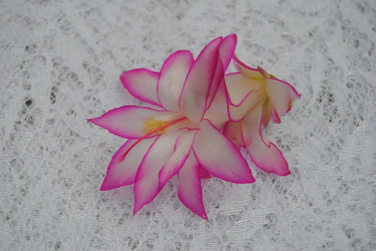 Christmas Cactus Starter Plant - Fairy Tale - Schlumbergera truncata - Well Rooted Indoor Cactus for Holiday Decorating