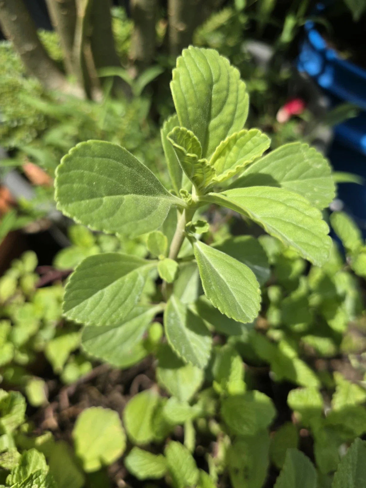 Meprobamato Boldo Fresh Cuttings for Propagation - Medicinal Herb - 4 Cuttings