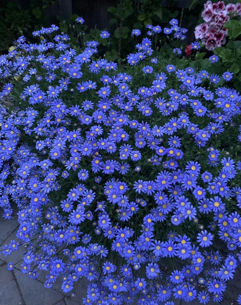 Blue Daisy Plant 8" Pot Perennial Blue Flowers Felicia amelloides Big Blooming Flower for Garden or Container