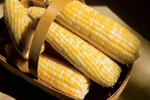 Sweet Corn Seeds - American Dream Variety - Non-GMO Heirloom - Zea Mays - 100 Seeds per Packet