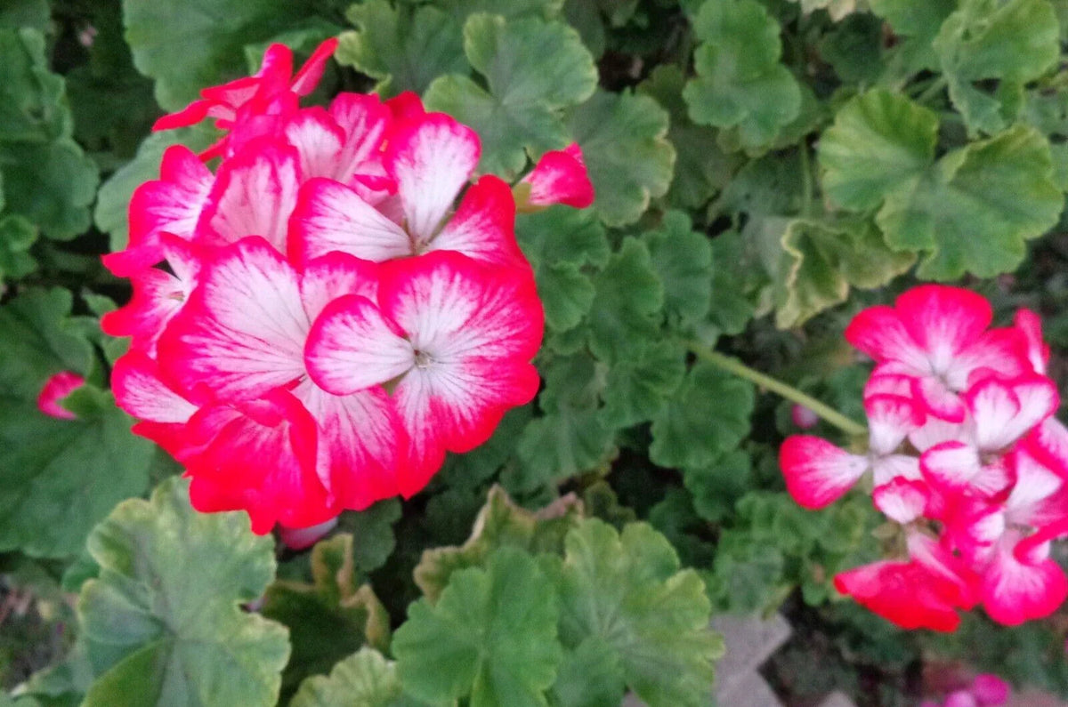 Rare Red & White Geranium Starter Cuttings 2"x6" Pelargonium spp. - Vibrant Flowers for Garden & Container Planting