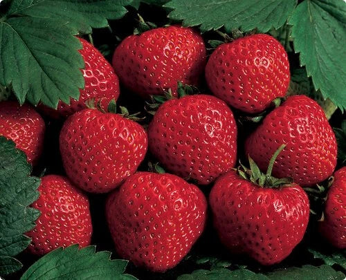 Hardy Strawberry Plants (6) - June Bearers - Large Berries - Fragaria × ananassa - Bare Root - Zone 4 Ready