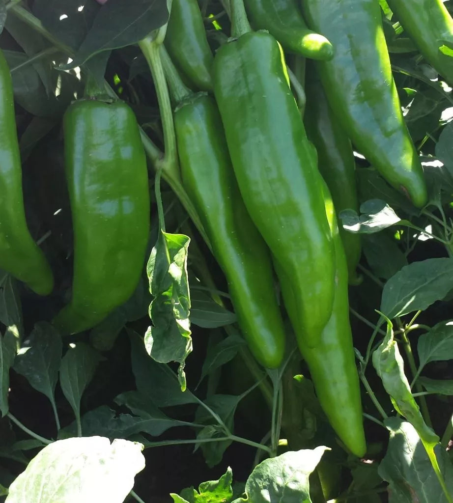 Heritage Chili Pepper Seeds NM 6-4, Mild Green Chile, Heirloom Capsicum annuum, Compact Bushy Growth, Perfect for Containers