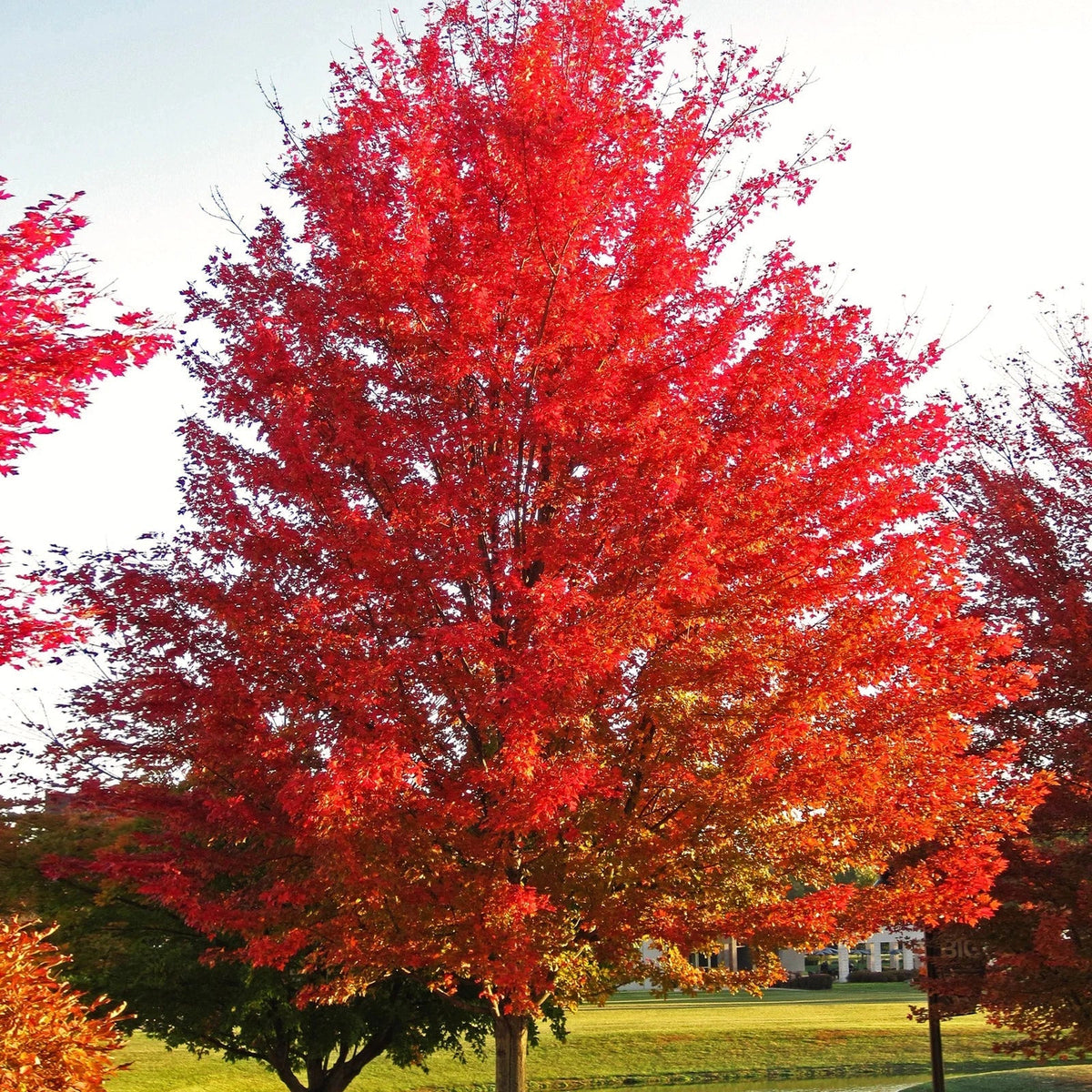Red Maple Tree Seeds - Acer Rubrum Illinois Scarlet - Premium Packet for 2025 Planting - Vibrant Fall Foliage