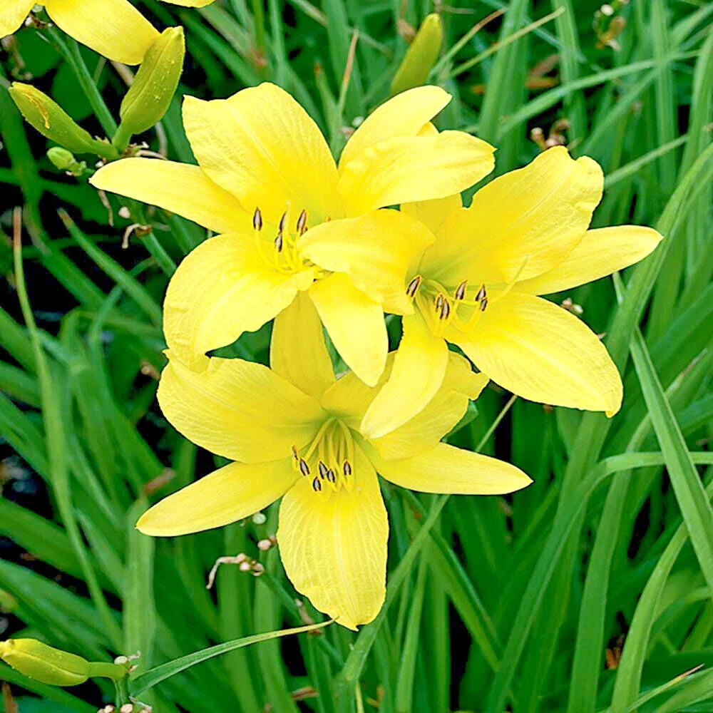 Daylily Plants 25 Bare Root Hyperion Yellow Blooms Hemerocallis 'Hyperion' for Garden Landscaping