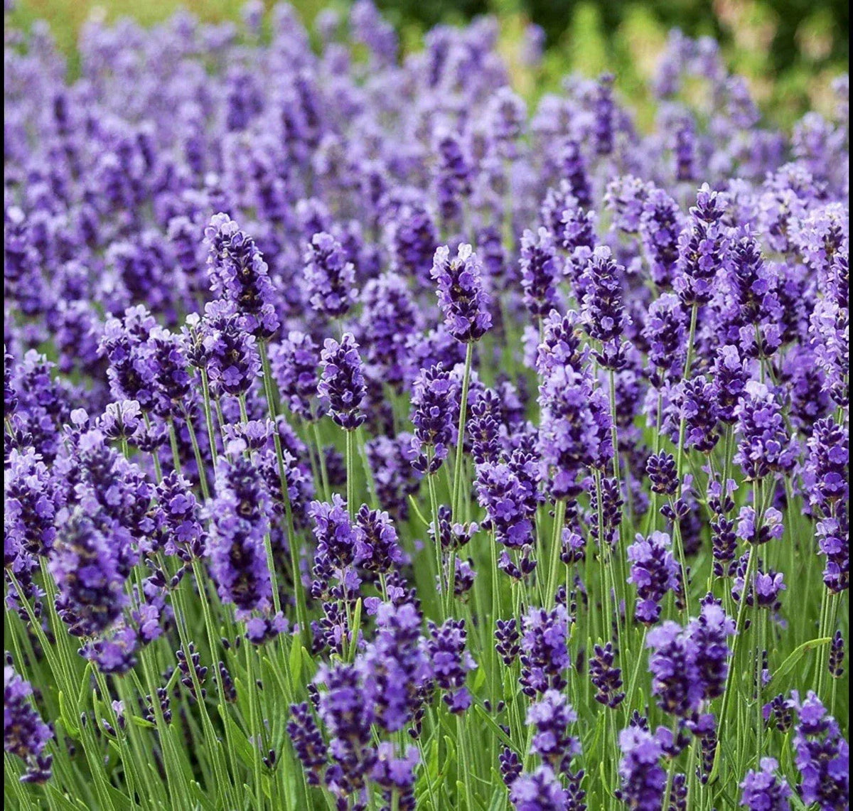 Lavender Seeds 400+ Non-GMO True Lavender Lavandula Angustifolia Perennial Purple Flowers for Garden & Herb Use