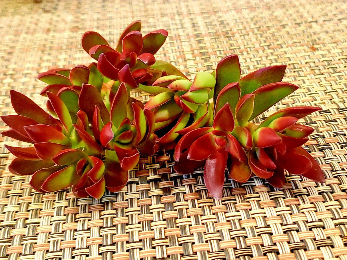 Unrooted Cuttings 3" Crassula Nudicaulis 'Burgundy' Succulent Plant, Easy Care Indoor Gardening, Drought-Tolerant Foliage