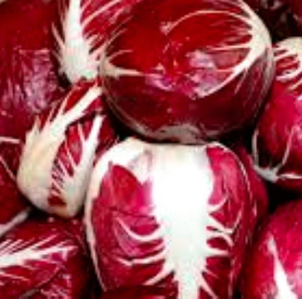 Radicchio Seeds | Heirloom Palla Rosa | Cichorium intybus | Fresh Garden Seeds for Salads and Culinary Dishes
