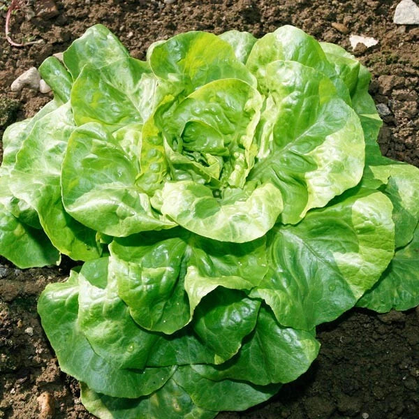 Bibb Lettuce Seeds | Heirloom Butterhead | Non-GMO | Lactuca sativa | 500 Seeds for Home Garden & Containers
