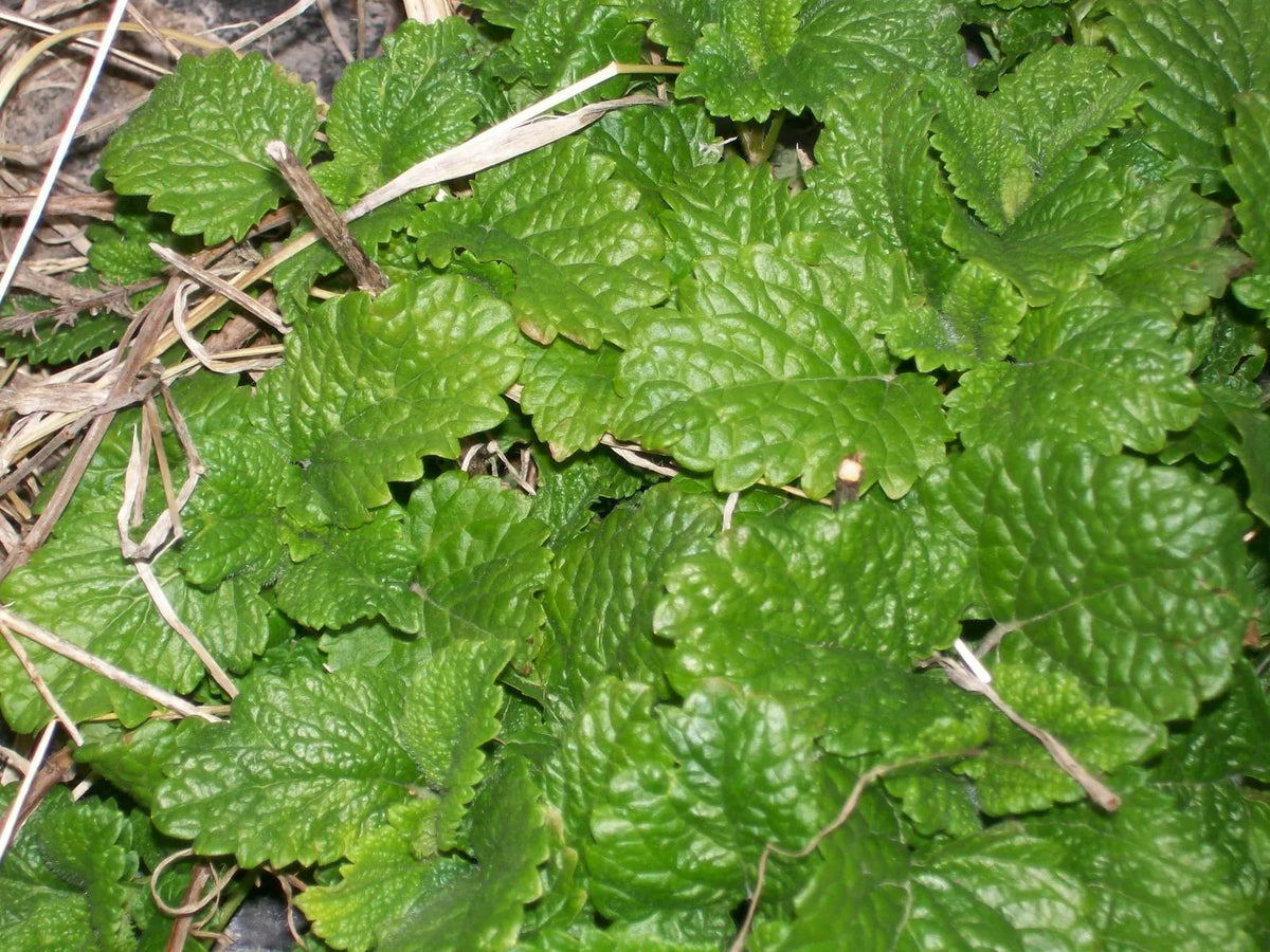 Spearmint Live Starter Plants Set of 6 Perennial Mentha spicata Aromatic Mint for Garden and Culinary Use