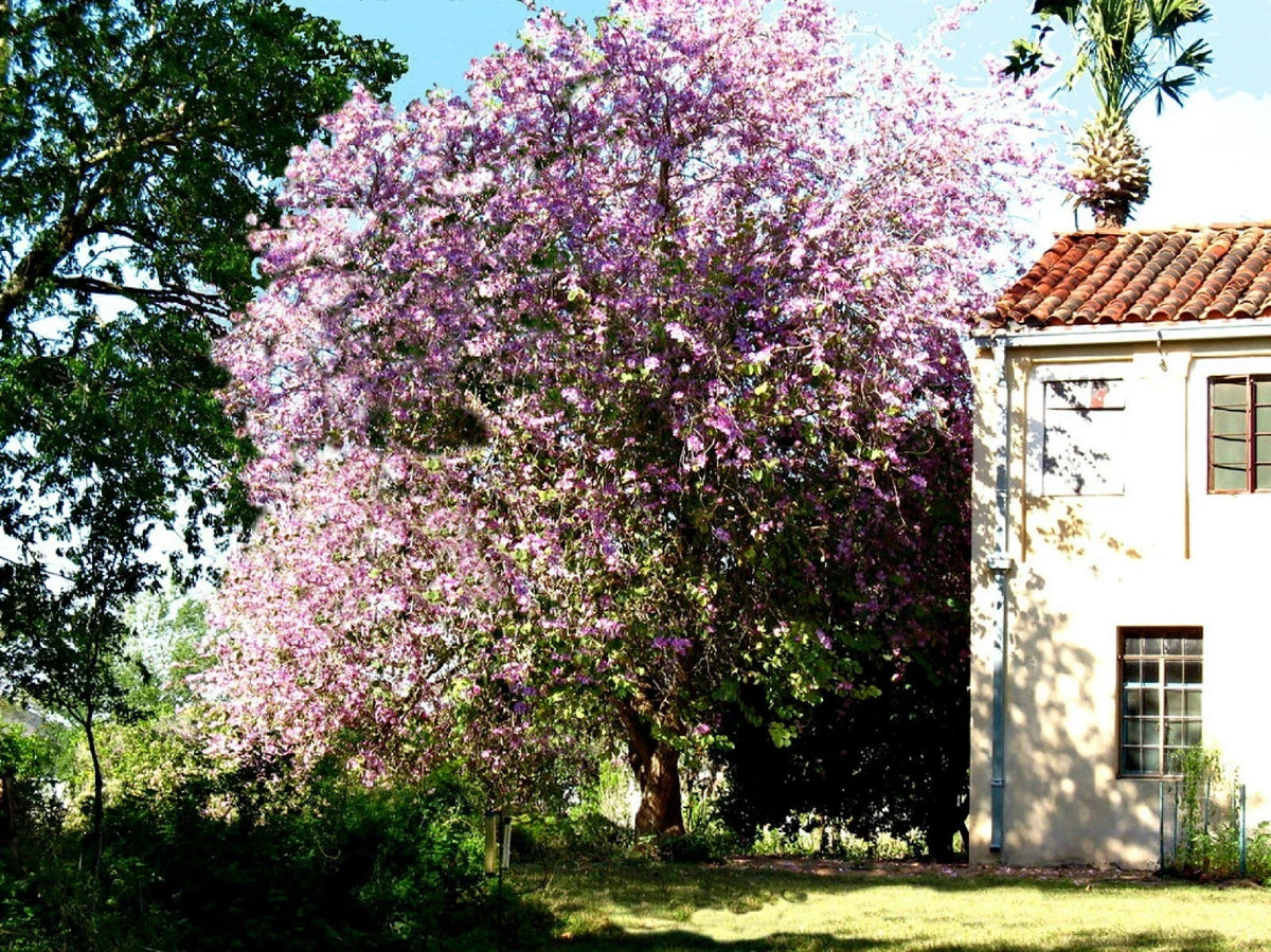 Hawaiian Orchid Tree Seeds - 10 Pack, Purple Flowers, Bauhinia purpurea, Ideal for Gardens and Landscaping